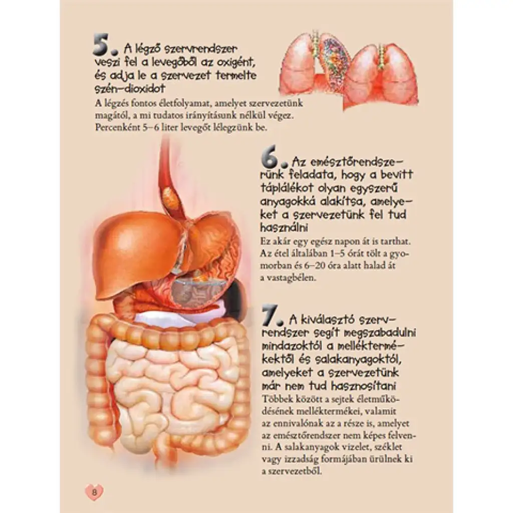 101 Dinge, die man über den menschlichen Körper wissen sollte - ein Sachbuch kép 2