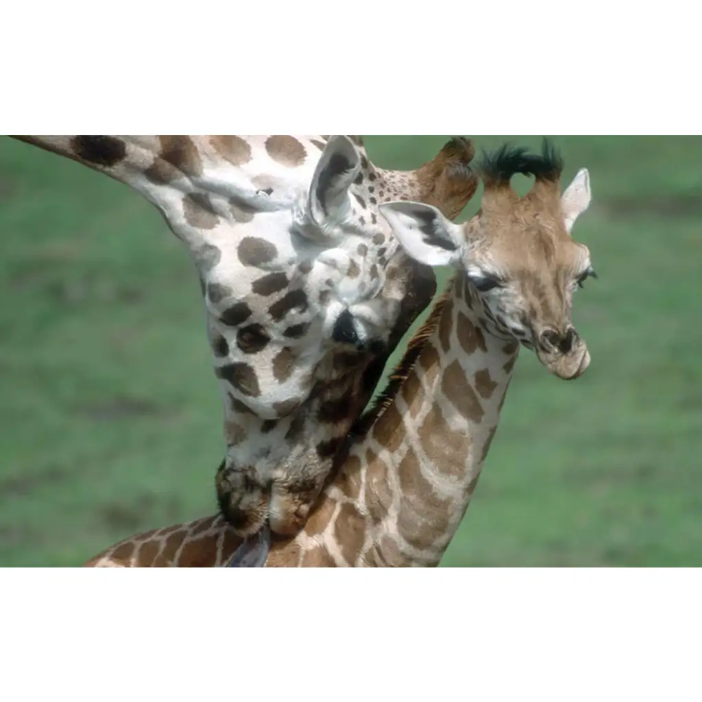 Tiere und ihre Jungen Diashow kép 2