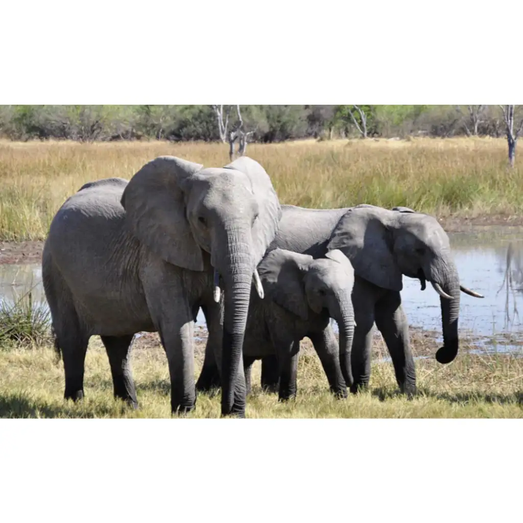 Tiere und ihre Jungen Diashow kép 3